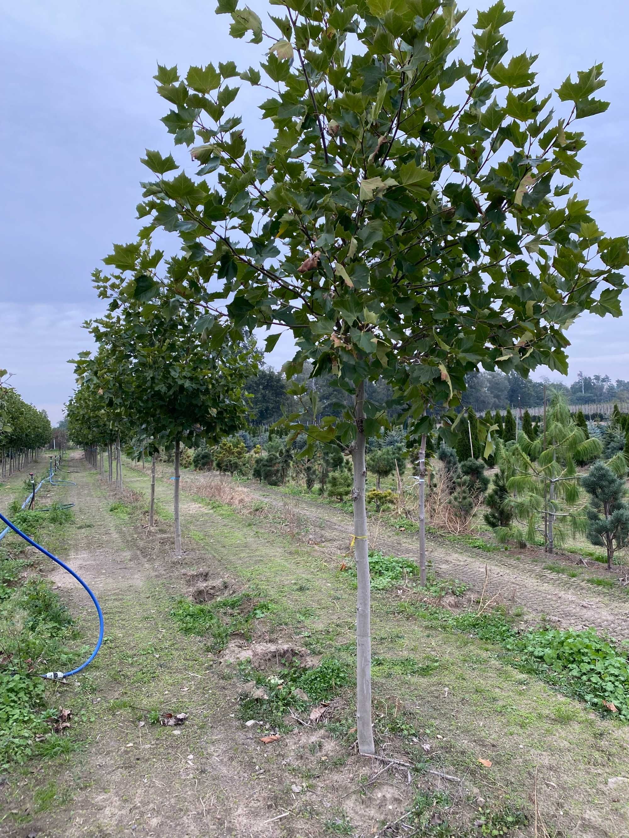 Platan klonolistny duża sadzonka 16-18