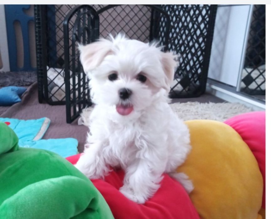 Maltańczyk szczenię