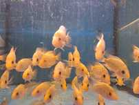 Midas\ amphilophus citrinellus 8-12cm