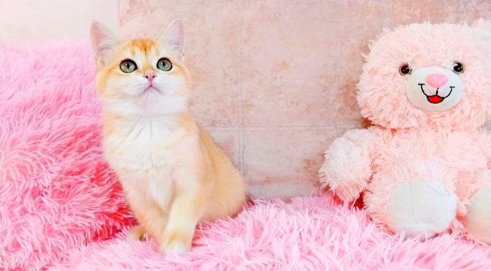 Надзвичайно ніжна і ручна дівчинка шиншилка