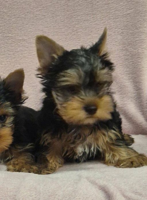 Yorkshire Terrier Mini