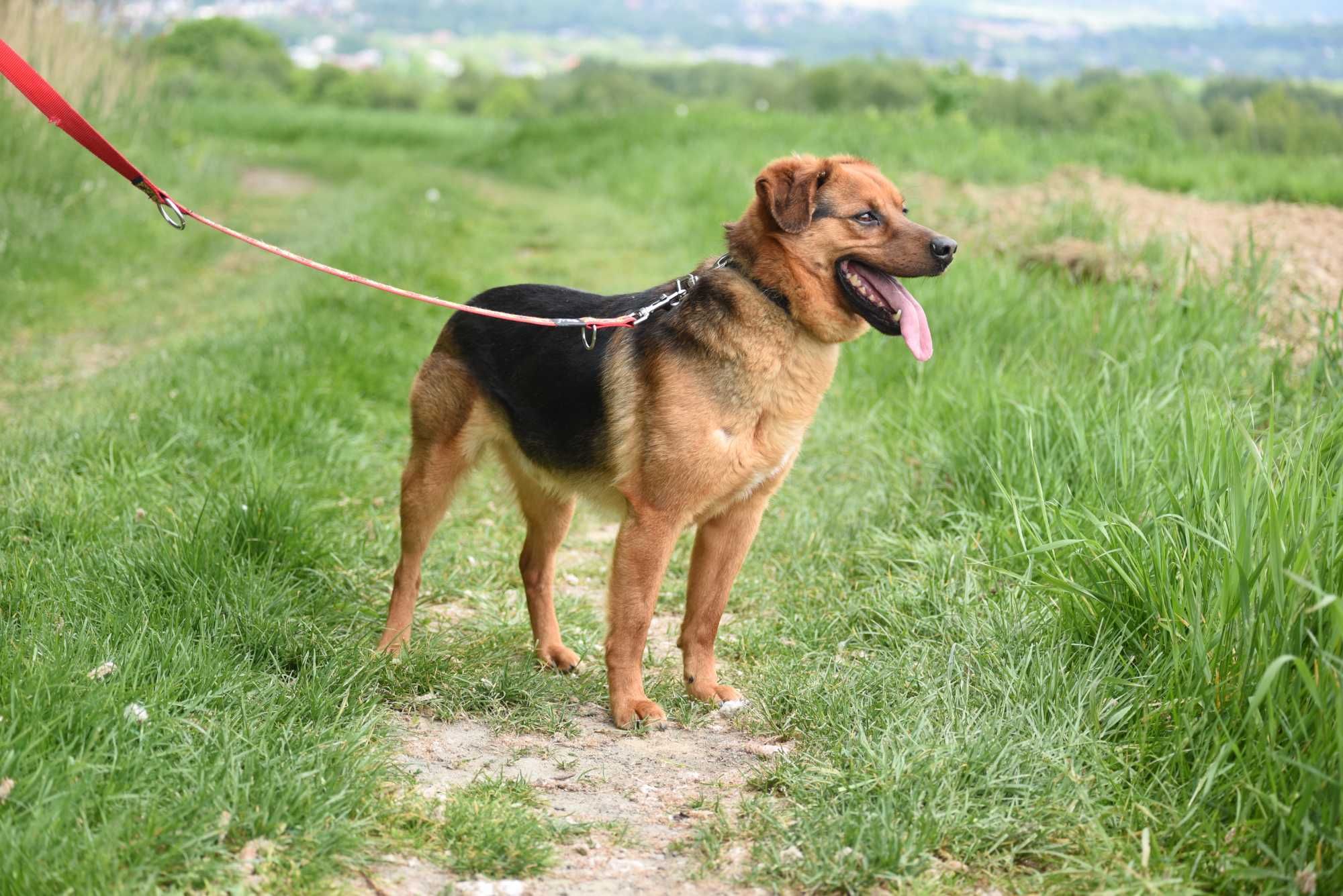 Gryzak - psiak po przejściach do adopcji