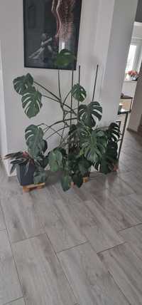 Kwiat piękny duzy Monstera