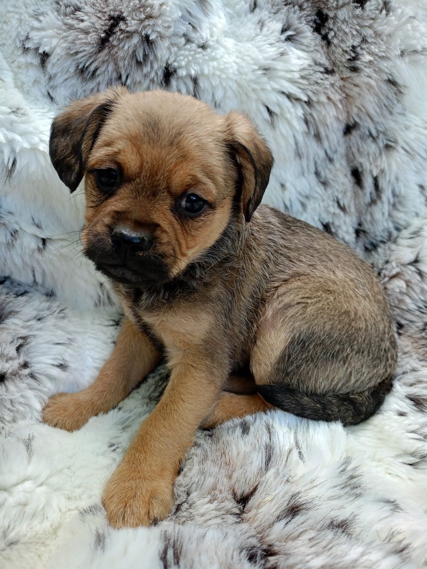 SUCZKA Mops + Chihuahua, cudowny charakter