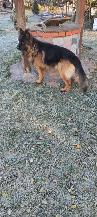 owczarek niemiecki na sprzedaż