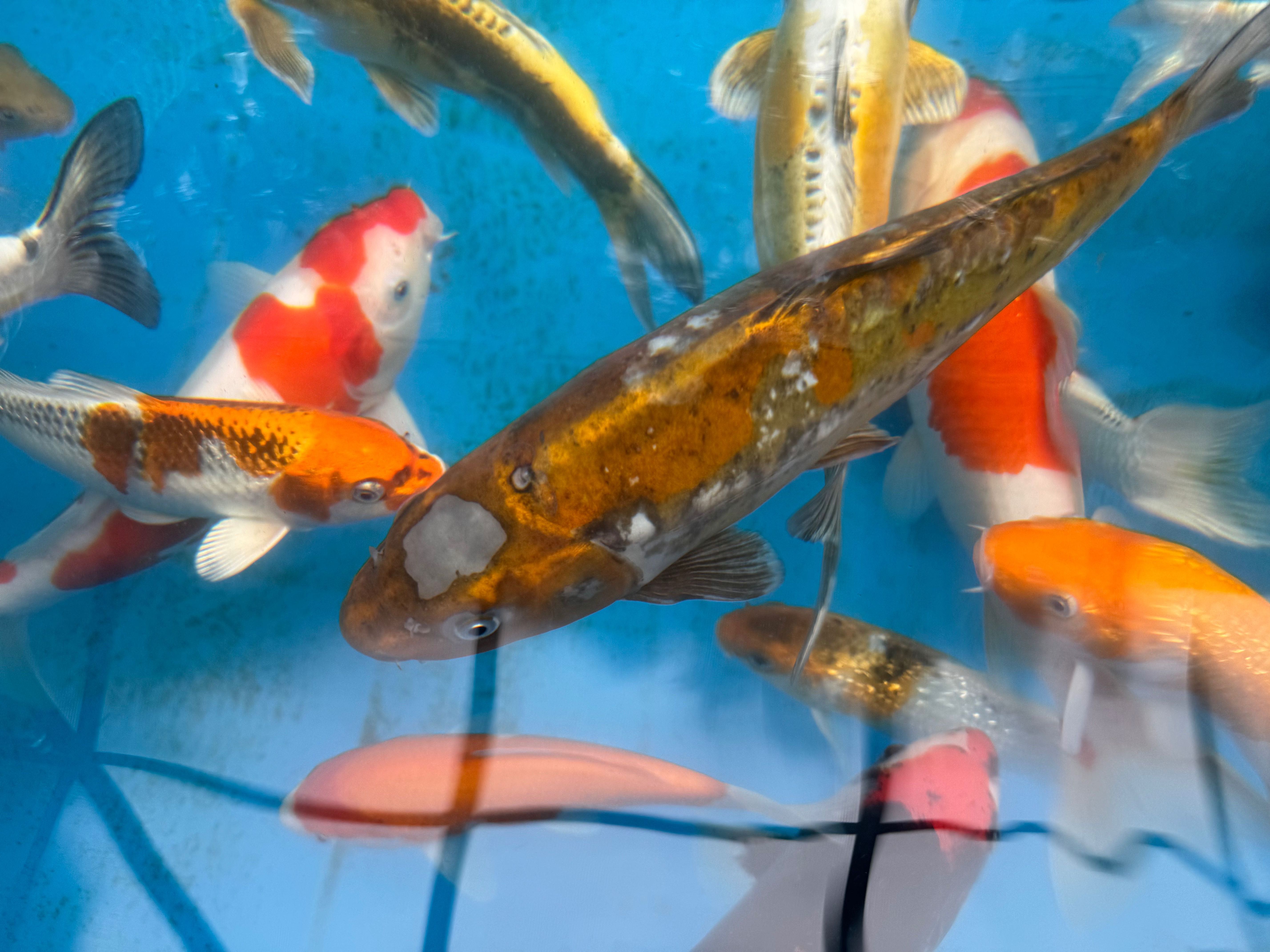 Karp KOI, oczko wodne