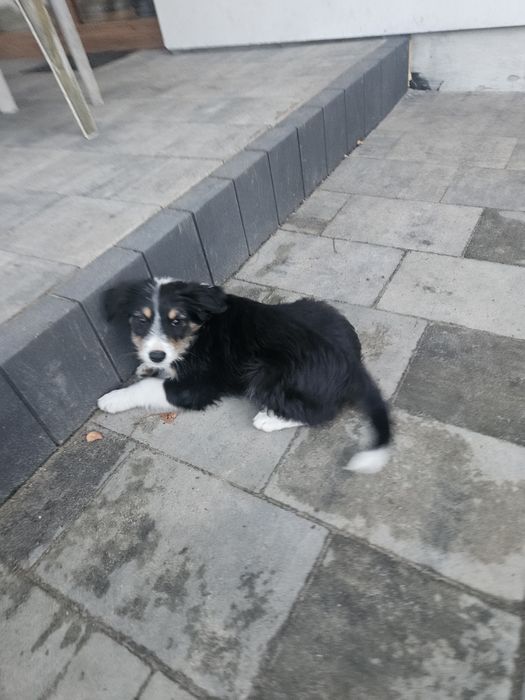 Oddam szczeniaki w dobre ręce