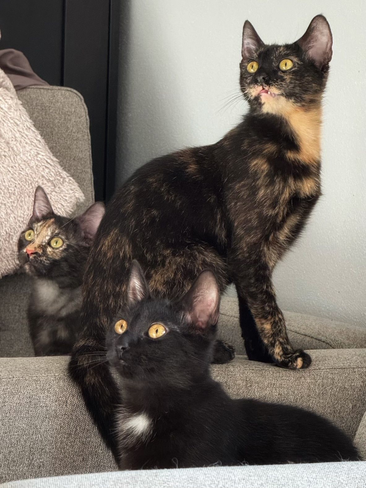 Wykastrowane kotki do adopcji