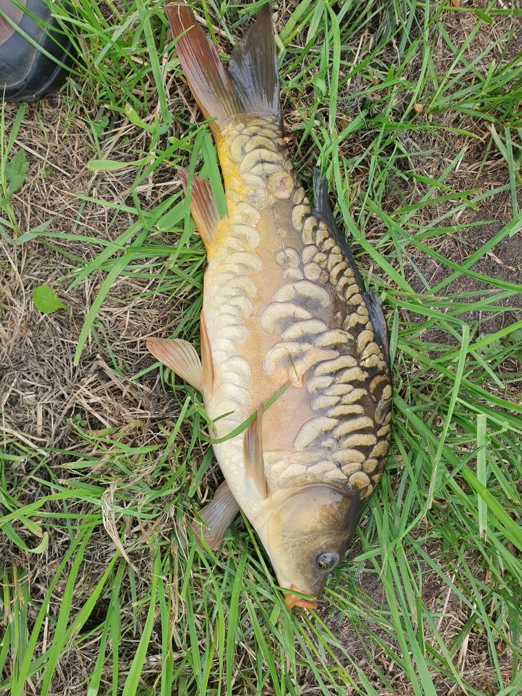 Karp Karaś lin amur tołpyga jesiotr koi sandacz pstrąg szczupak