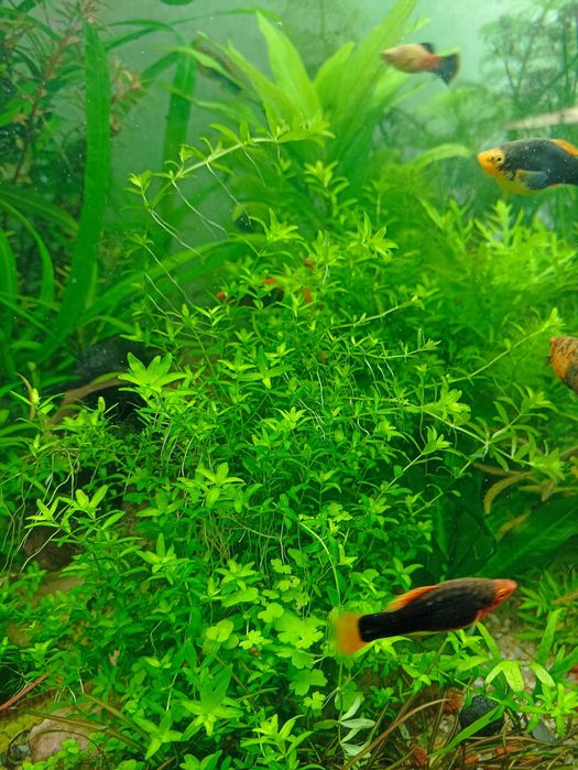 Простые растения для аквариума - Гигрофила, Людвигия , Эхонодорусы др