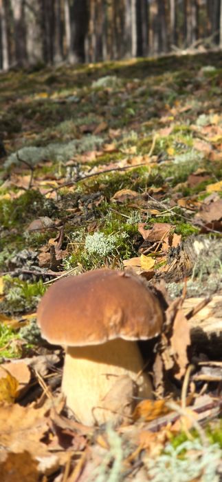 Sprzedam  świeże  grzyby prawdziwki, kozaki , podgrzybki