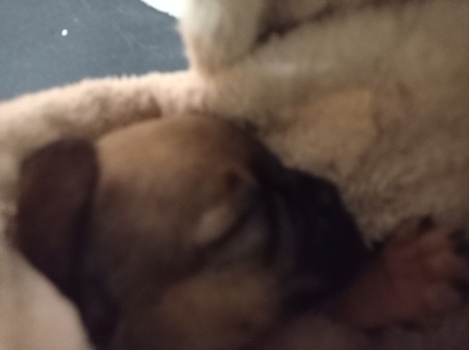 Отдам цуценят Бровары