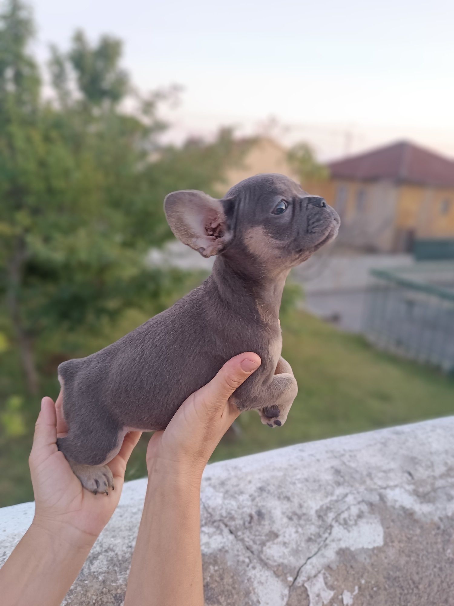 Bulldog francês exóticos