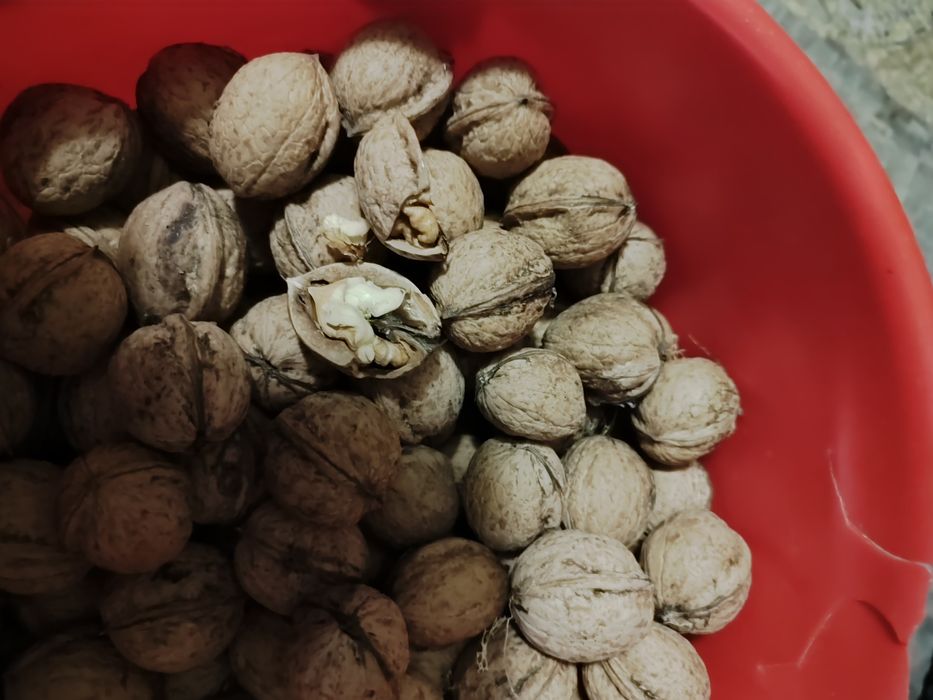 Продам орех грецький