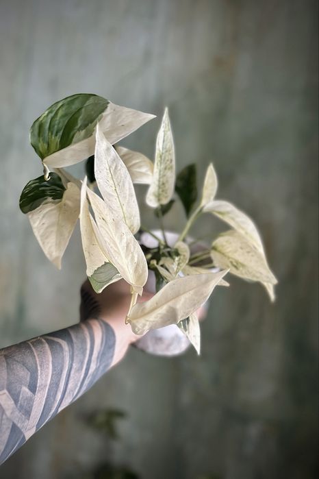 Monstera laniata variegata - kolekcjonerska roślina pnącze, dużo bieli