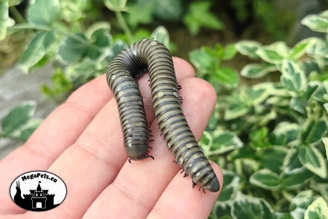Krocionóg Salpidobolus Irian Jaya Wije Skoczogonki Ekipa Ślimaki Pająk