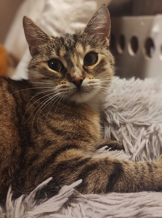 Piękna TRUFLA szuka domu