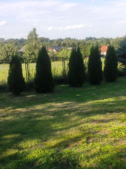 Tuje piękne duże zdrowe