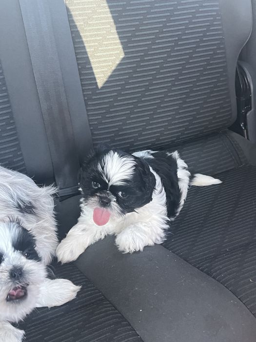 Piesek shih tzu