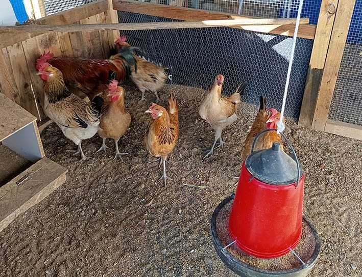 Ovos Galados de Galinha de Várias Raças