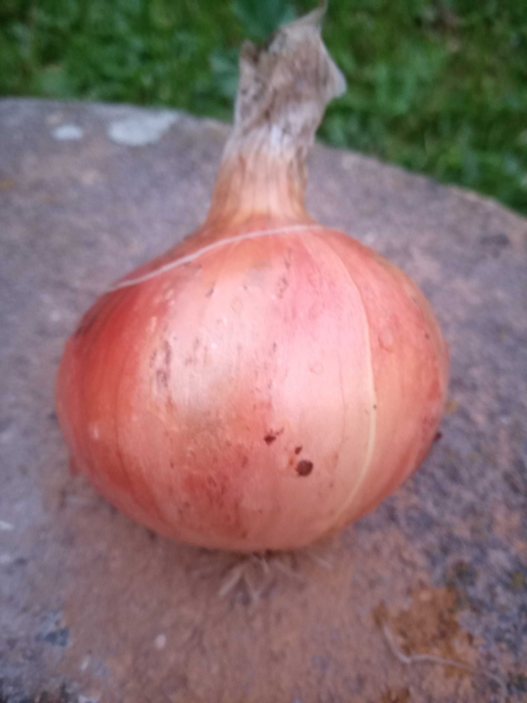 CEBULA ozima z łuską 5 KG