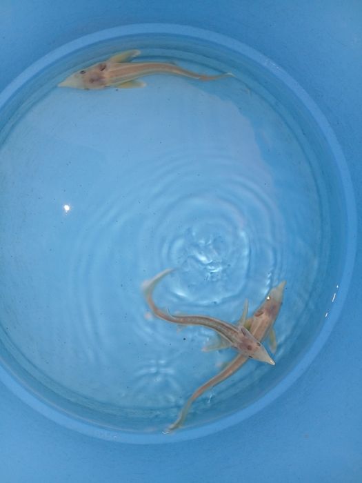 Esturjão albino 20/25cm