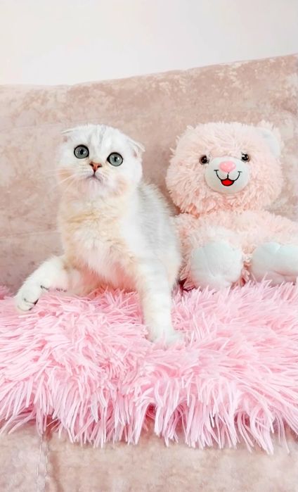 Маленьке Чудо. Вислоушка хлопчик