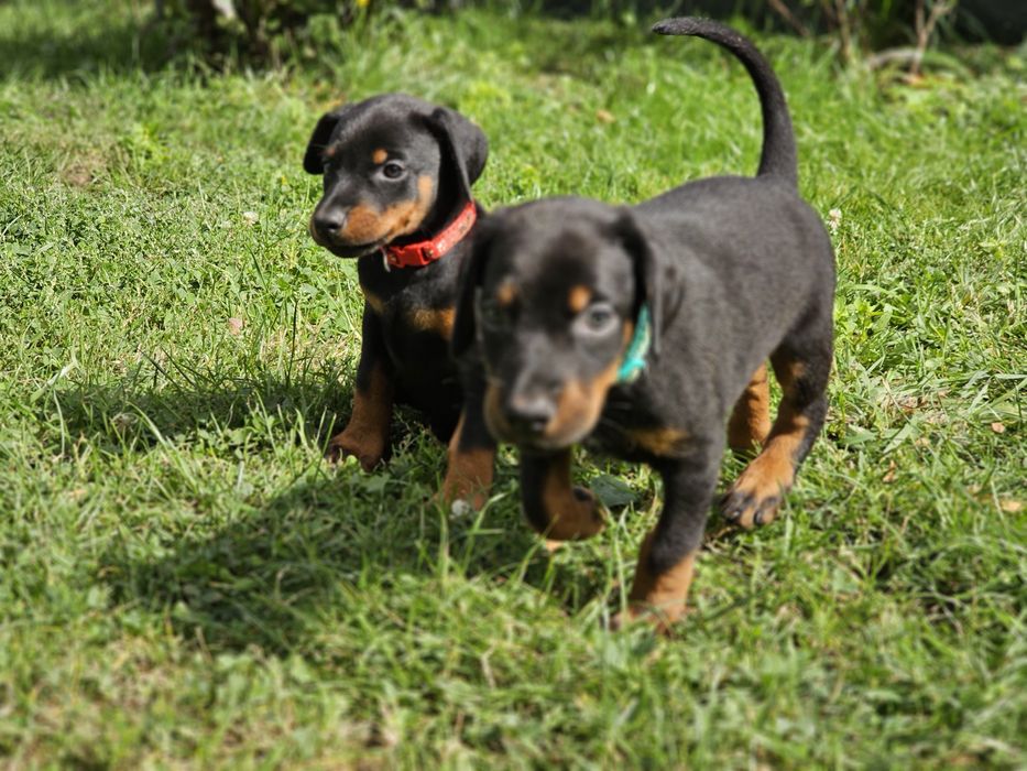 Doberman suczka Morgana