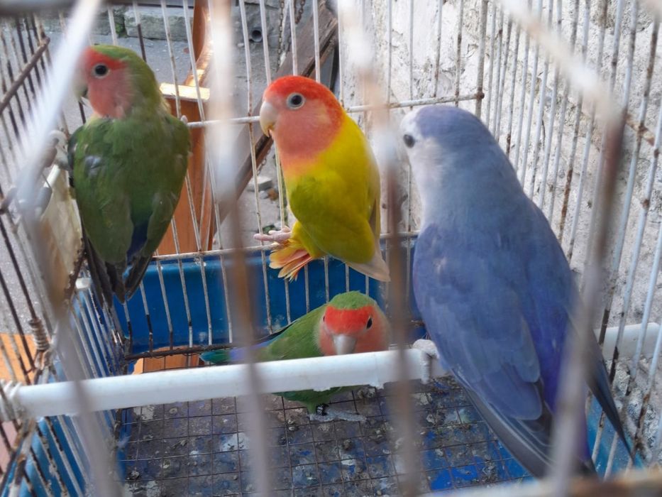 Agapornis disponíveis