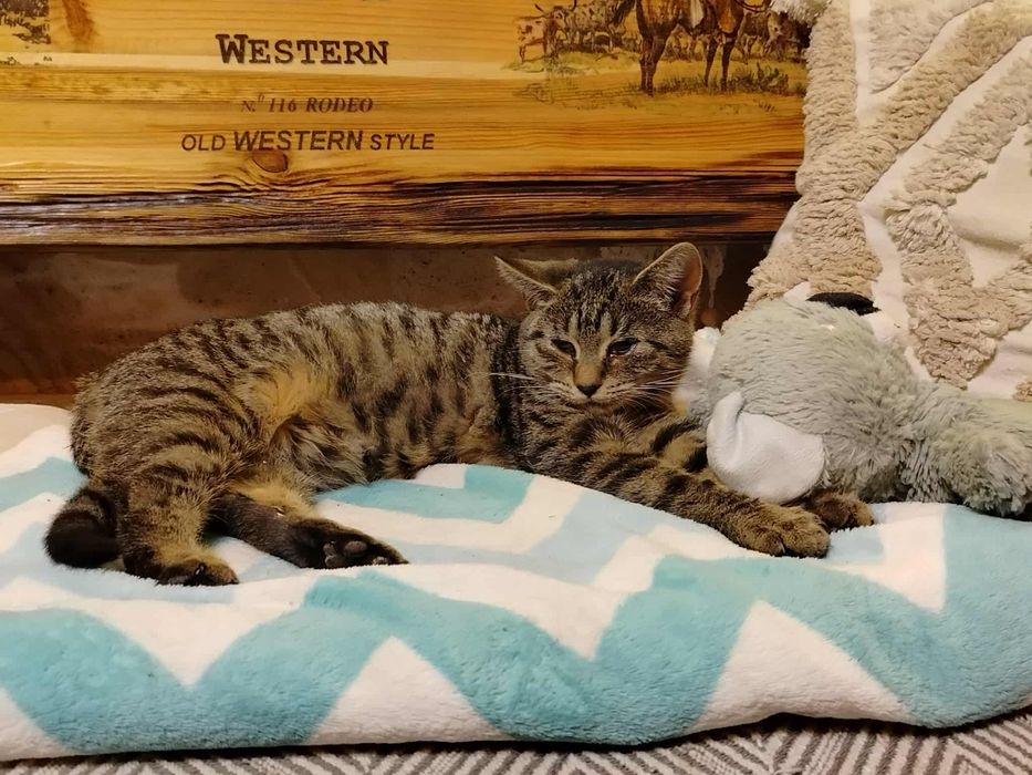 Klasyczne pręgowane bure kotki, zaszczepione kuwetowe oddam