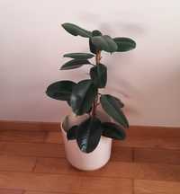 [Planta] Ficus Elastica Robusta