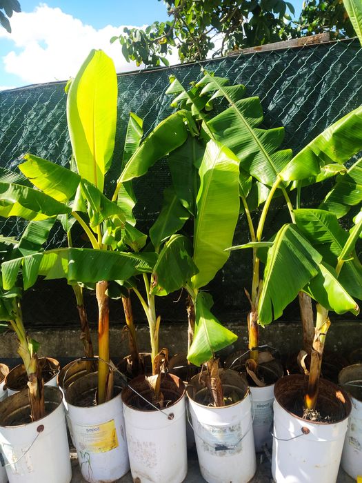Bananeira Bananeiras Vários tamanhos
