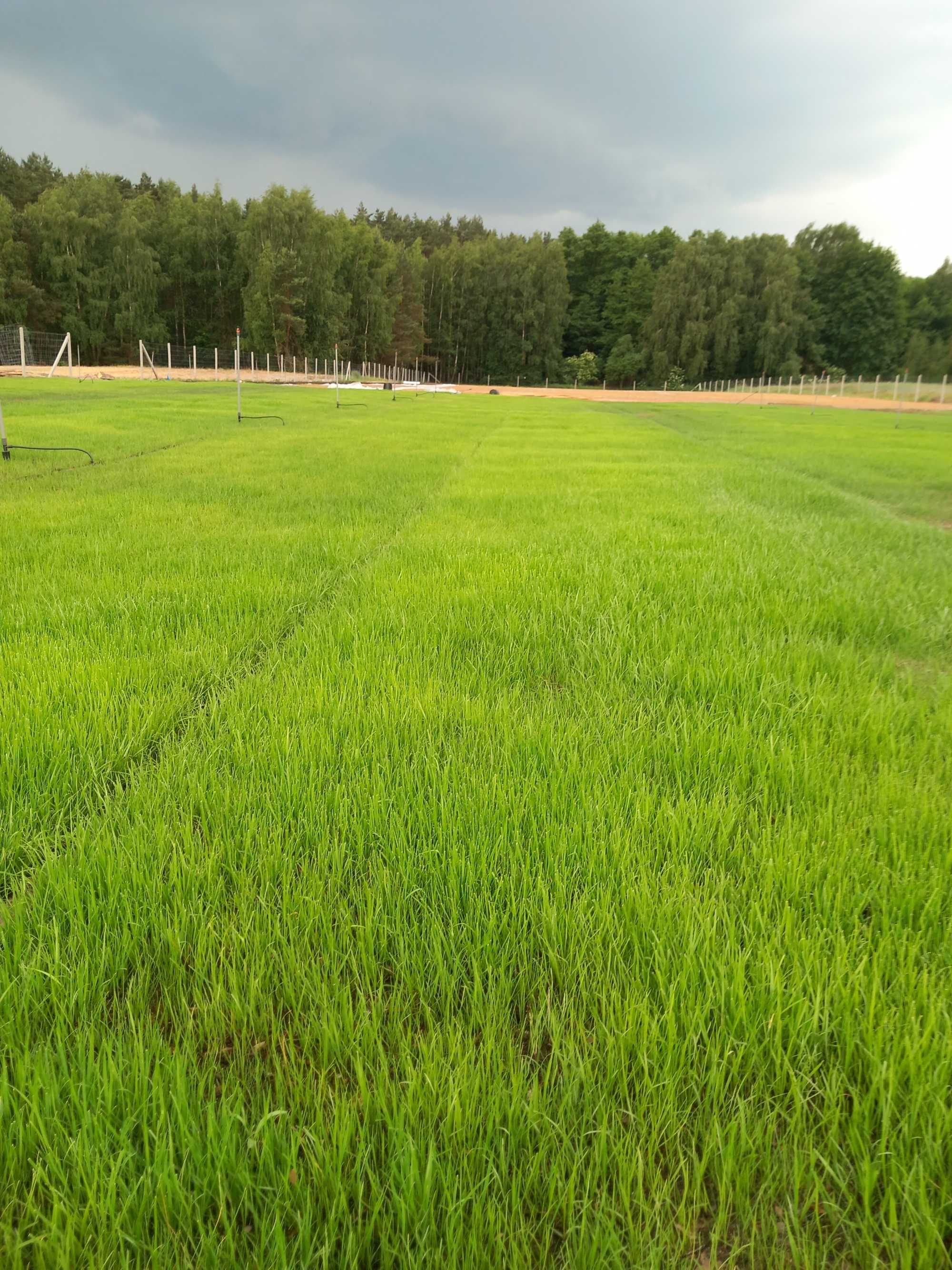 Trawa z rolki/z folii