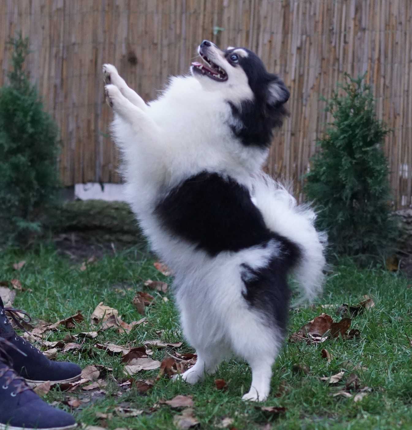 Две подрощенных самочки German Spitz в нарядных окрасах