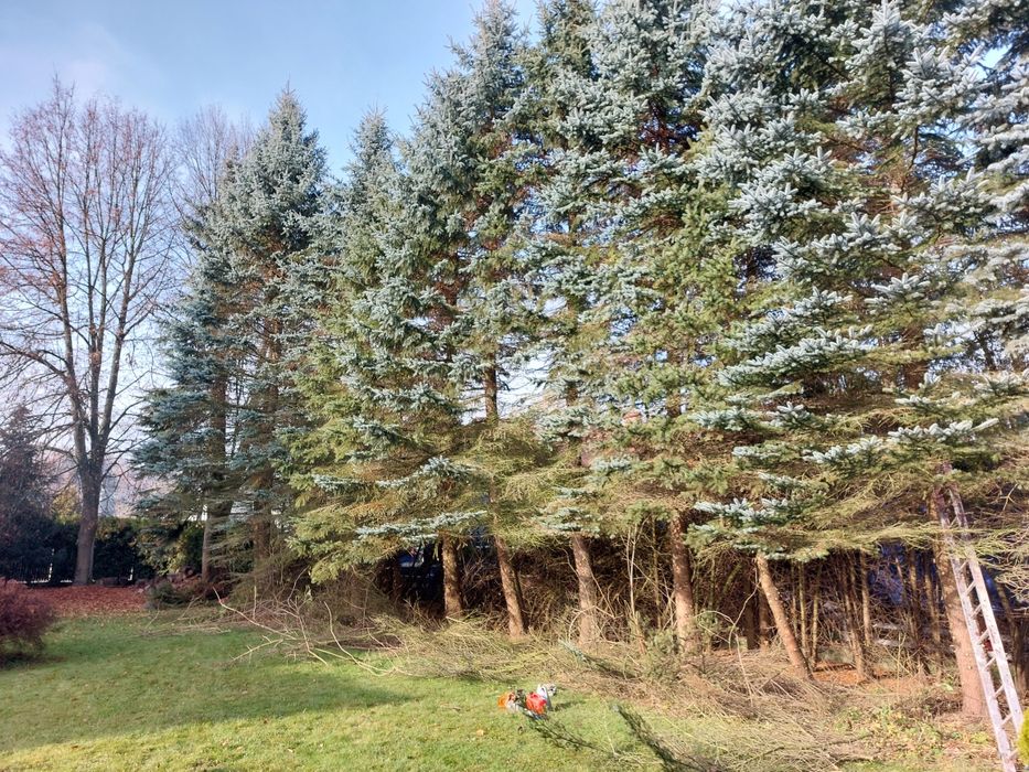 Wycinka Drzew Trudnych Sprzątnie Działek Cała Małopolska Szybki Termin