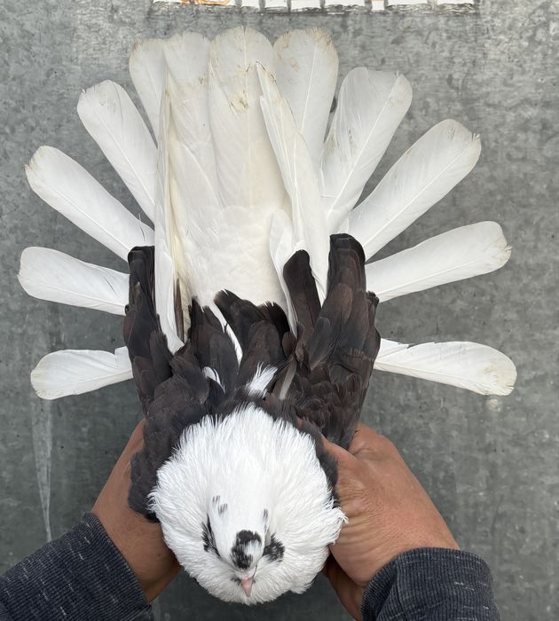 Sprzedam orliki szariki