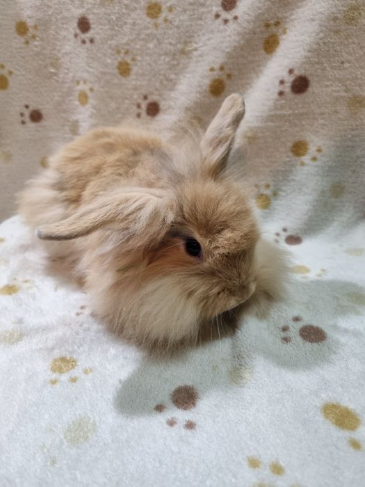 Króliki karzełki lewki, baranki , angora