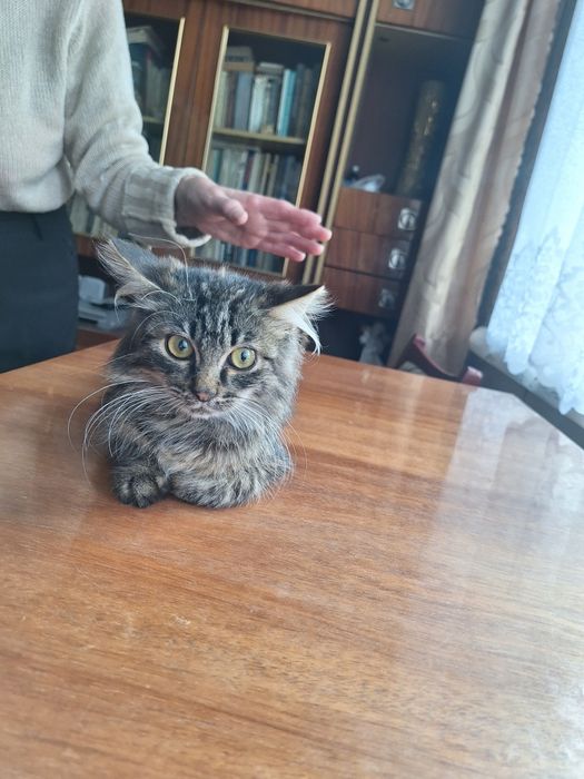 Маленька довгошерстна дівчинка 3,5 міс