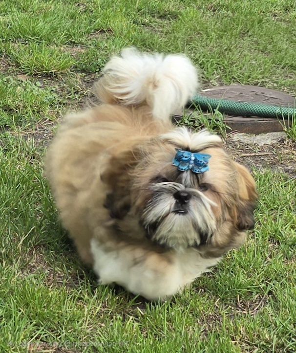 Piesek Shih tzu ZKWP