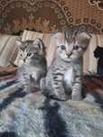 Отдам котят мальчиков