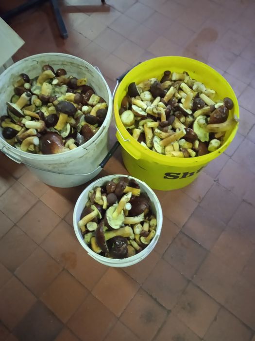 Польський гриб Опеньки Маслюк  білі Лисички