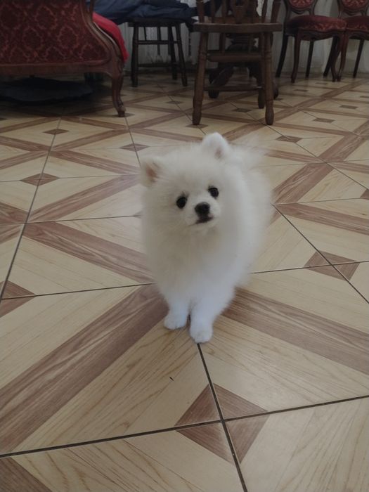 Szpic miniaturowy pomeranian chlopak