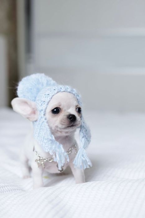 Tea cup chihuahua FCI chłopak