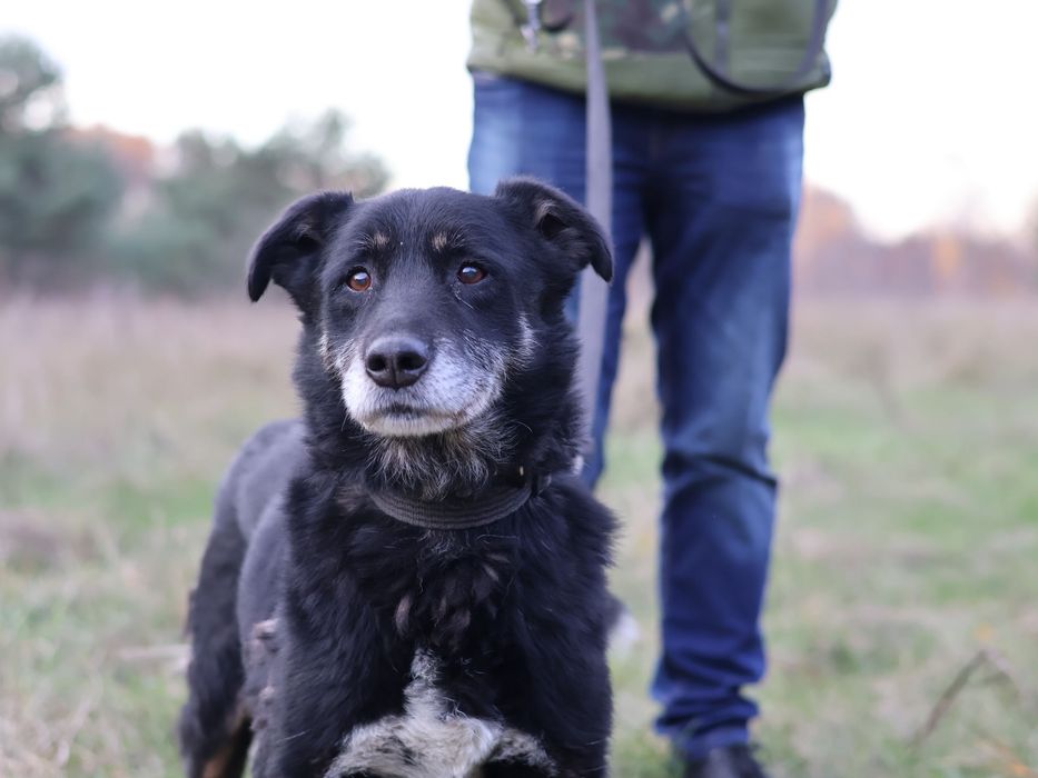 Piesek do adopcji BADI