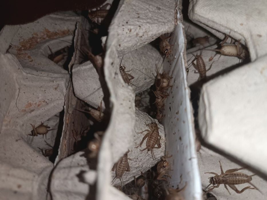 Цвіркуни домові 1 см , середні. Сверчки