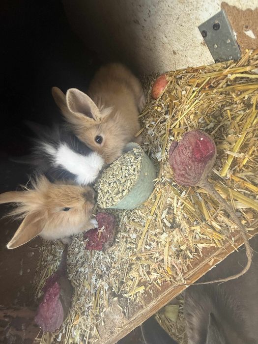 Króliki miniaturki samce