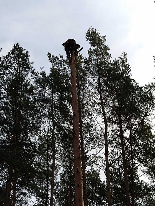 Wycinka i pielęgnacja drzew (trudnych) met. alpinistyczną z uporządkow