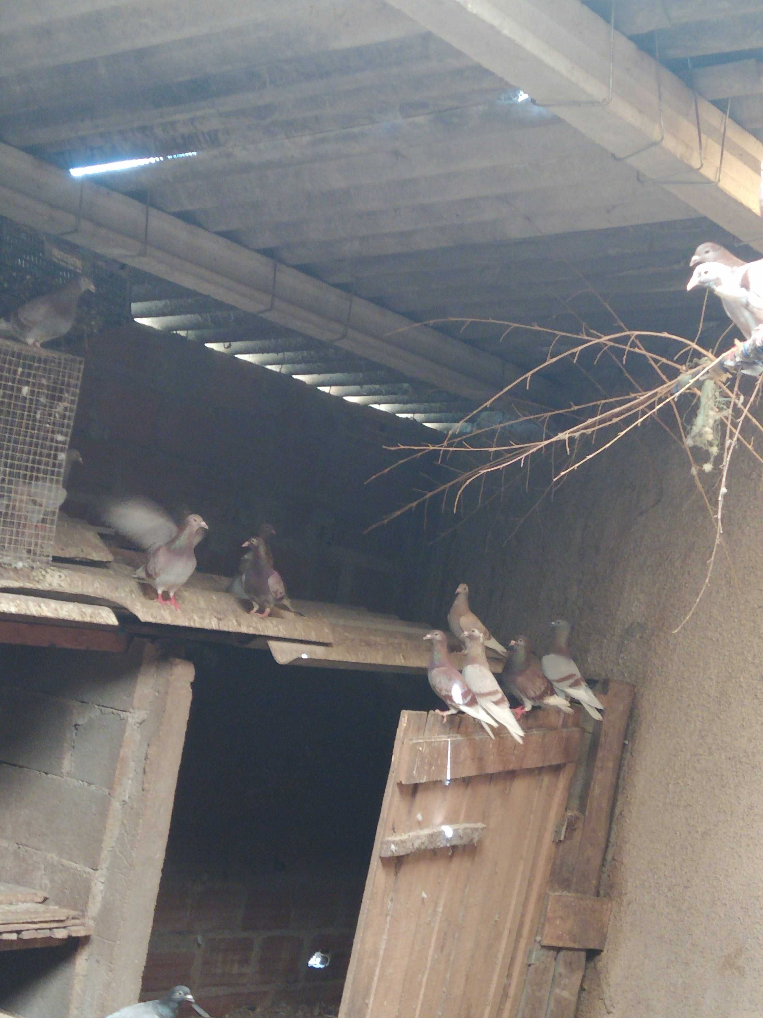 Pombos seguem para venda