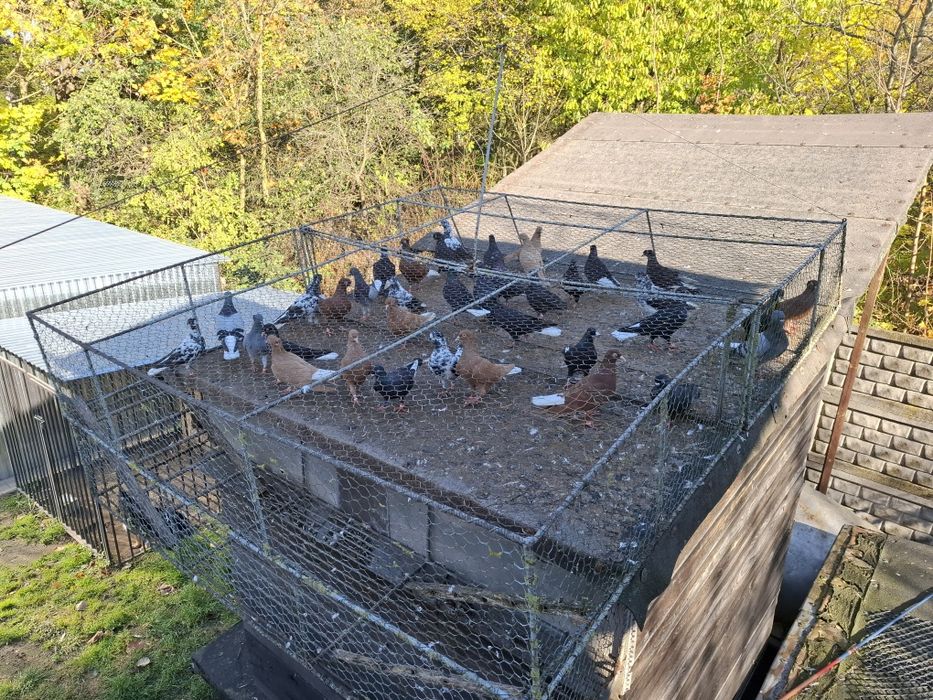 Lot    gołębi  kolor