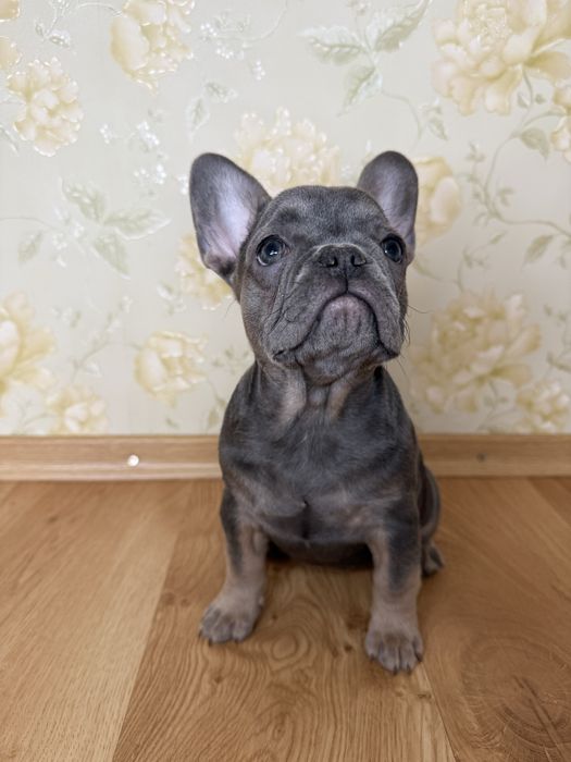 Blue tan щенки французского бульдога/залишись неймовірно гарні дівчатк